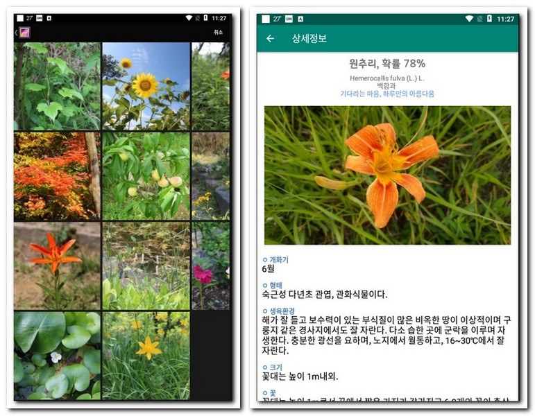 카메라로 꽃이름 찾기 여름꽃 종류 찾는 법
